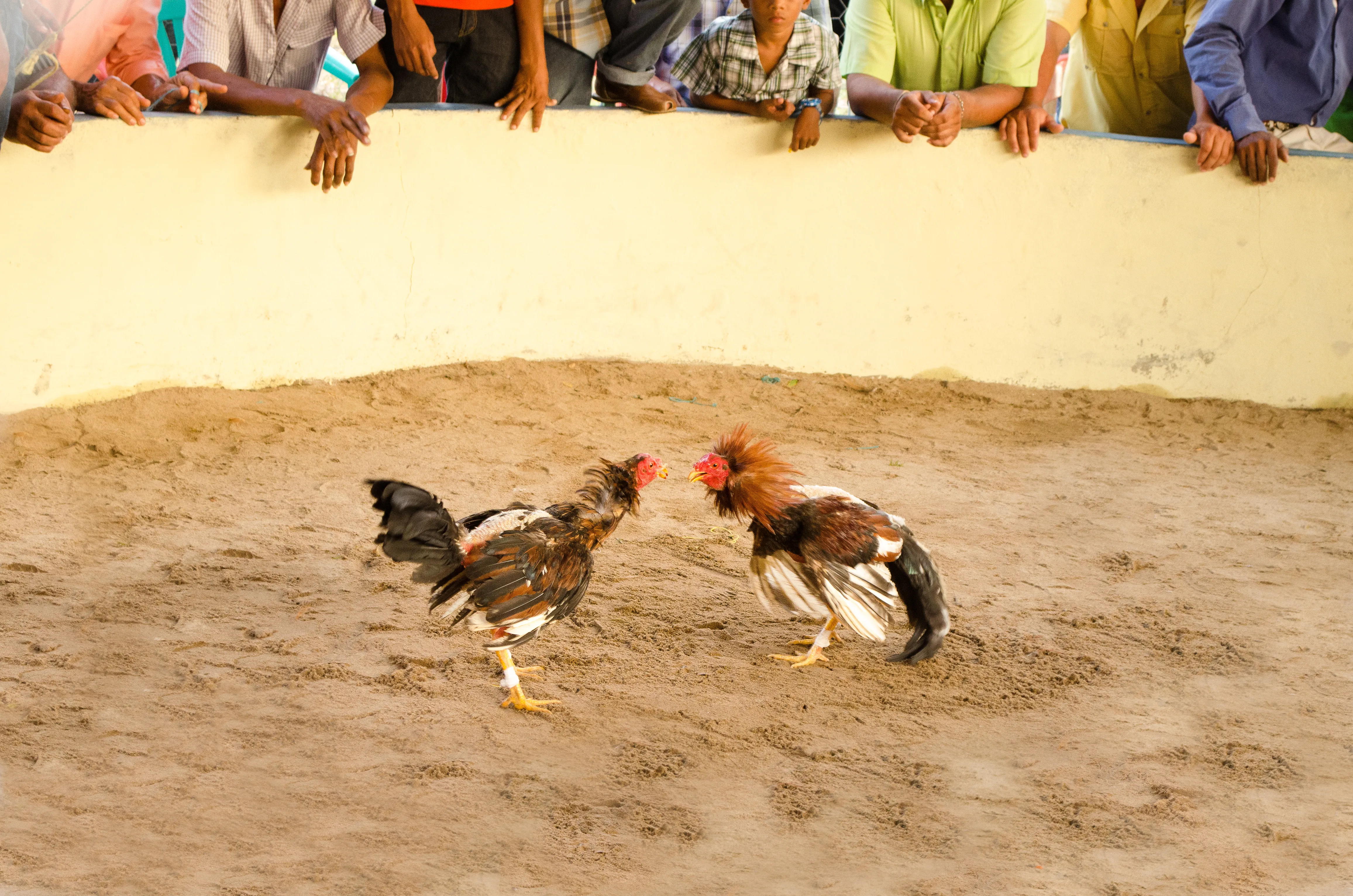 Pelea de gallos en Palenque durante la fiesta patronal de Santo Tomás Jalieza.